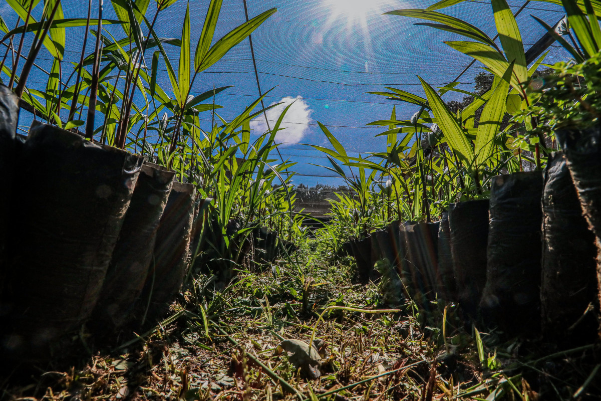 As mudas serão plantadas em espaços públicos